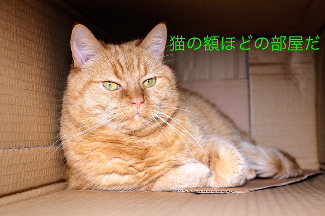 猫の額ほど狭い部屋だ